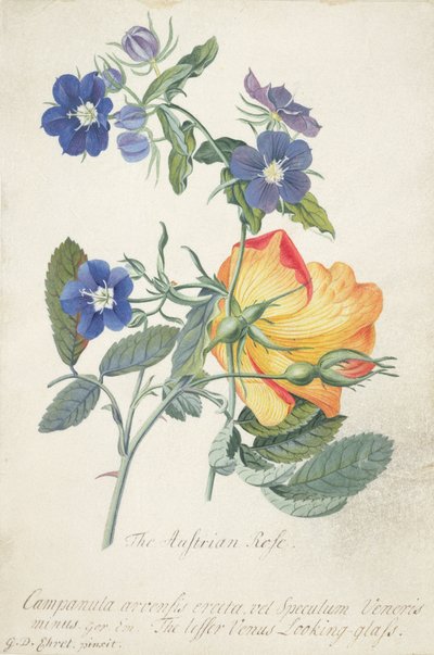 The Austrian Rose, Intertwined Spray of the Two Separate Species by Georg Dionysius Ehret